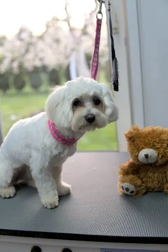 PSIstojniaczek Fryzjer i Hotel dla psów i kotów